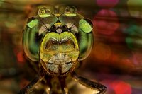 209 - WATER DROPLETS ON COMPOUND EYES - ROHAN MD TANVEER HASSAN - bangladesh